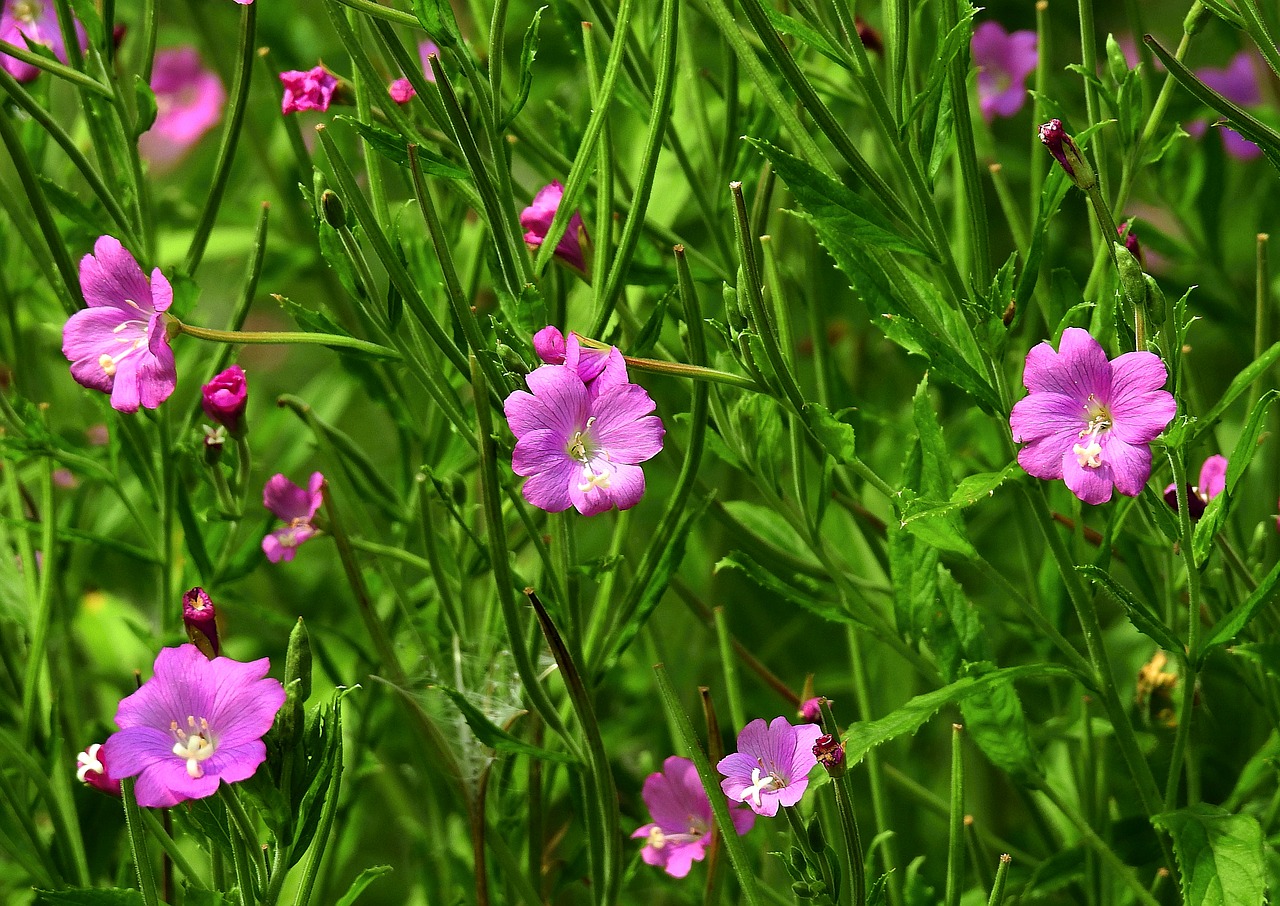 meadow  flowers  nature free photo