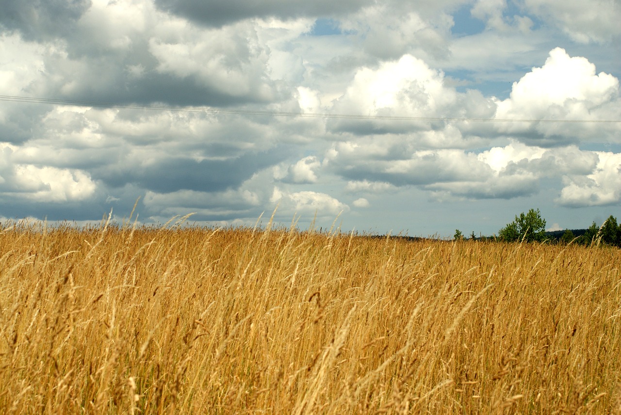 meadow  the ecclesia  landscape free photo