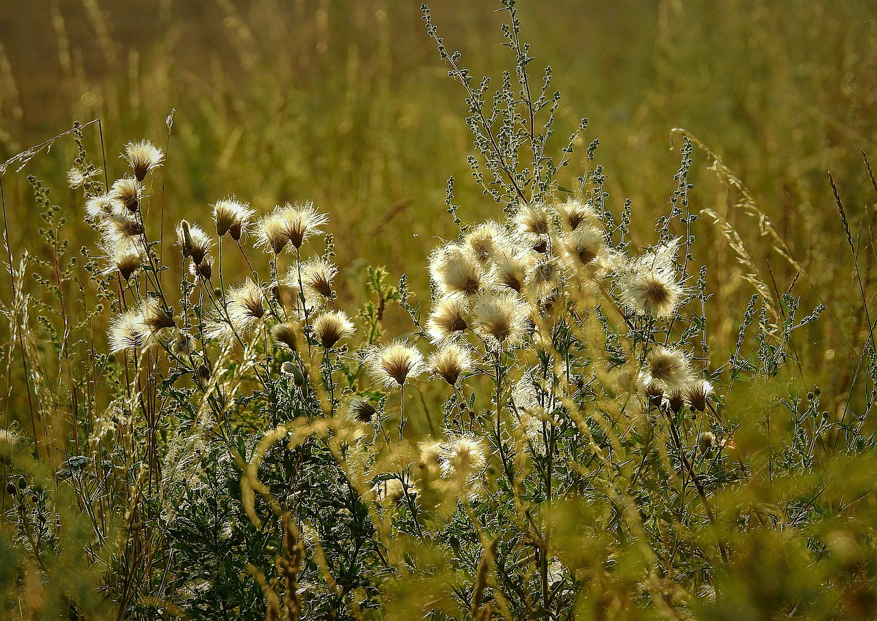 meadow  thistles  figure free photo