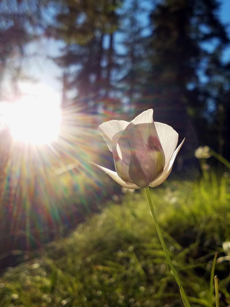 meadow  flower  wildflower free photo