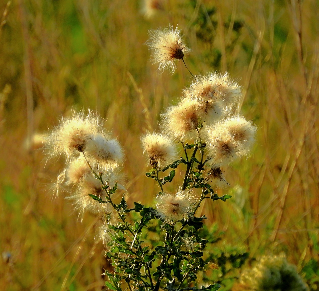 meadow  thistle  summer free photo