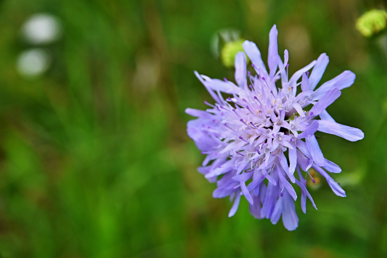 meadow  summer  blue free photo