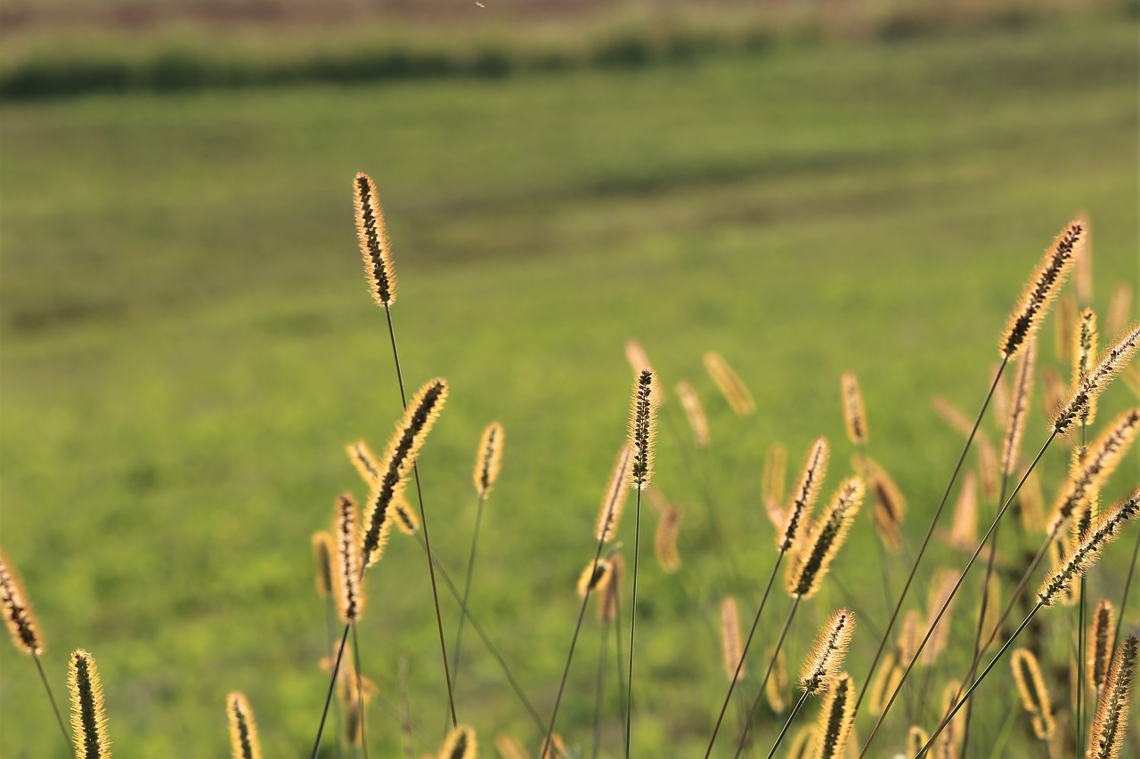 meadow  grass  evening free photo