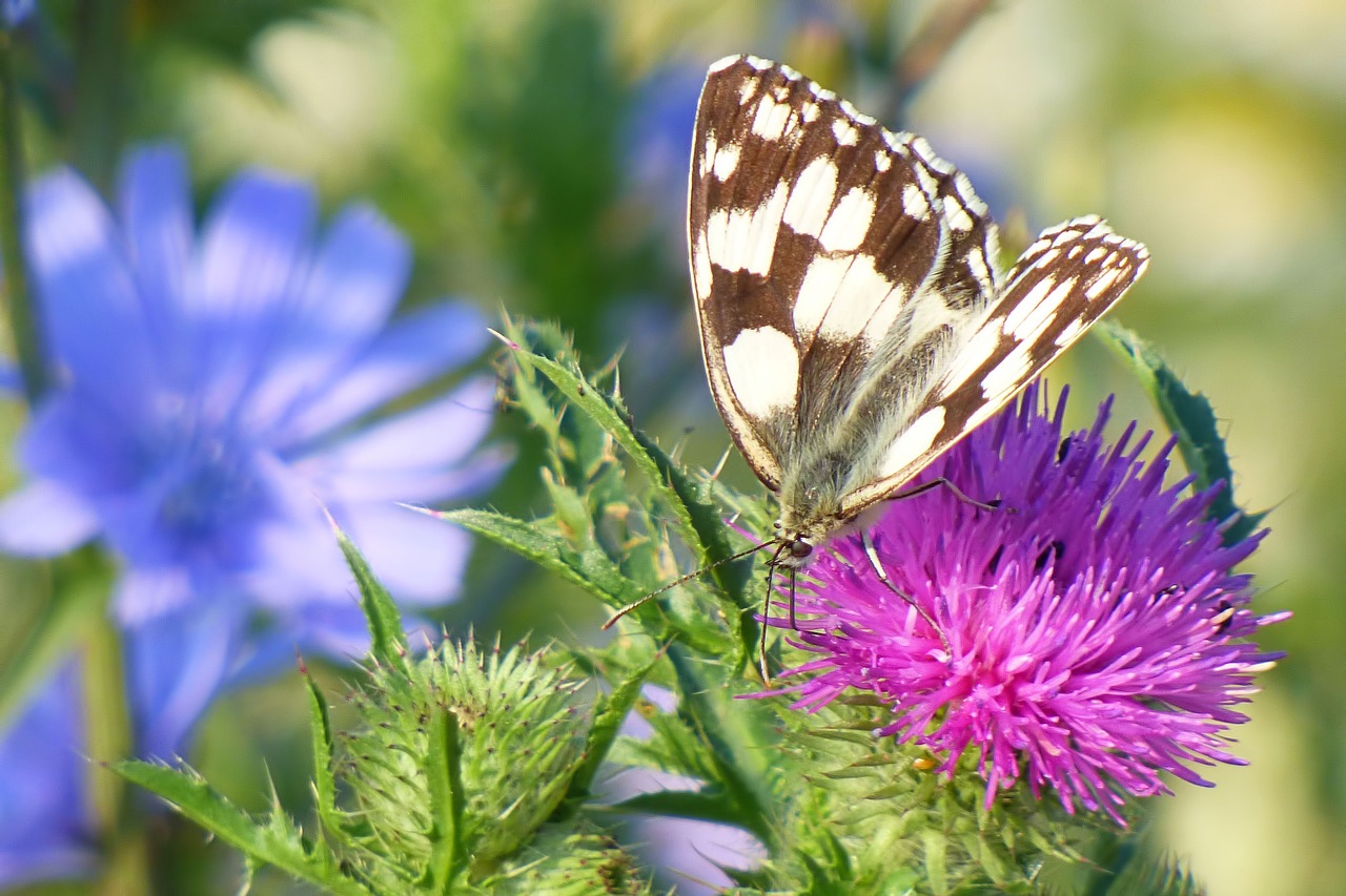 meadow  butterfly  flower meadow free photo