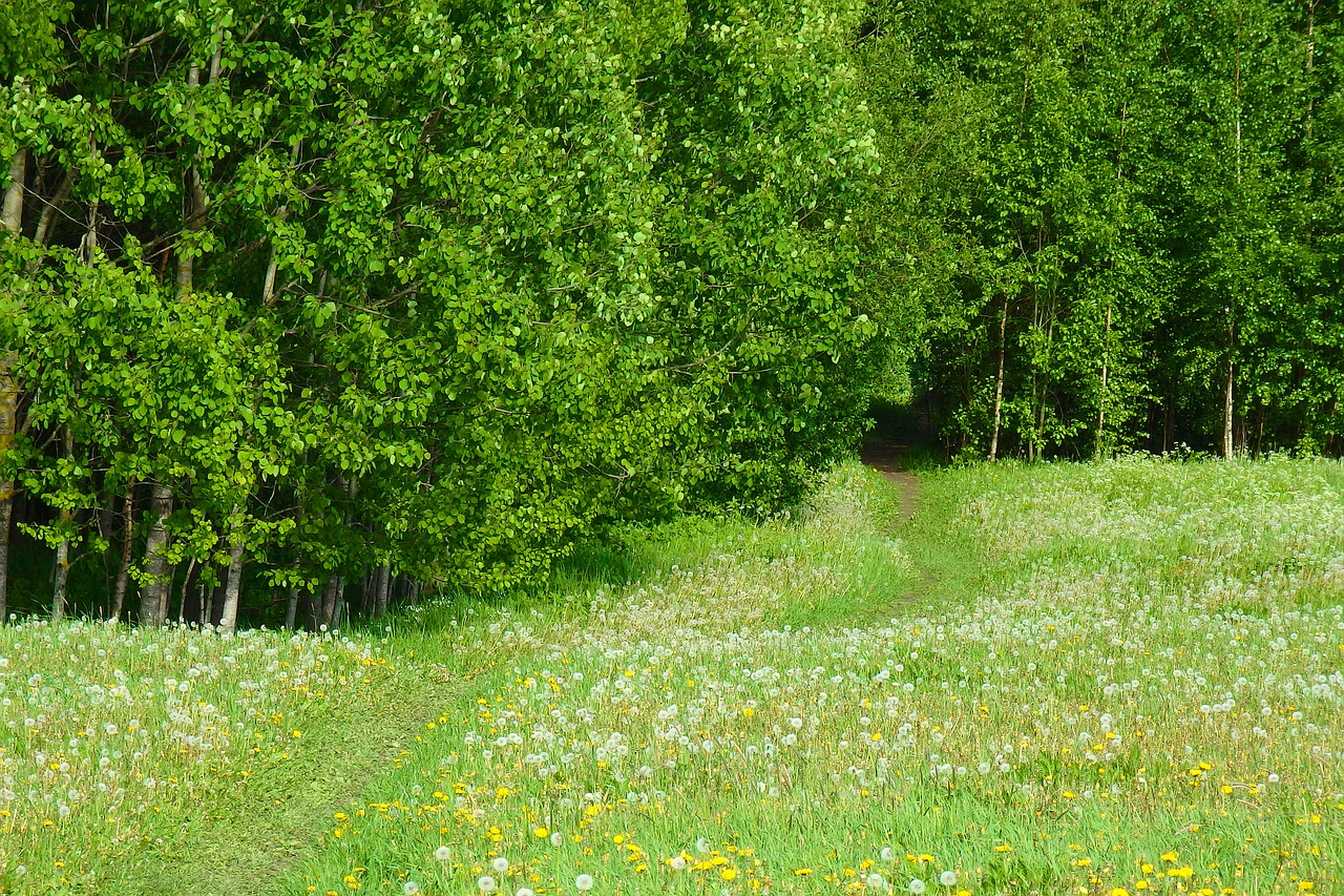 meadow summer path free photo