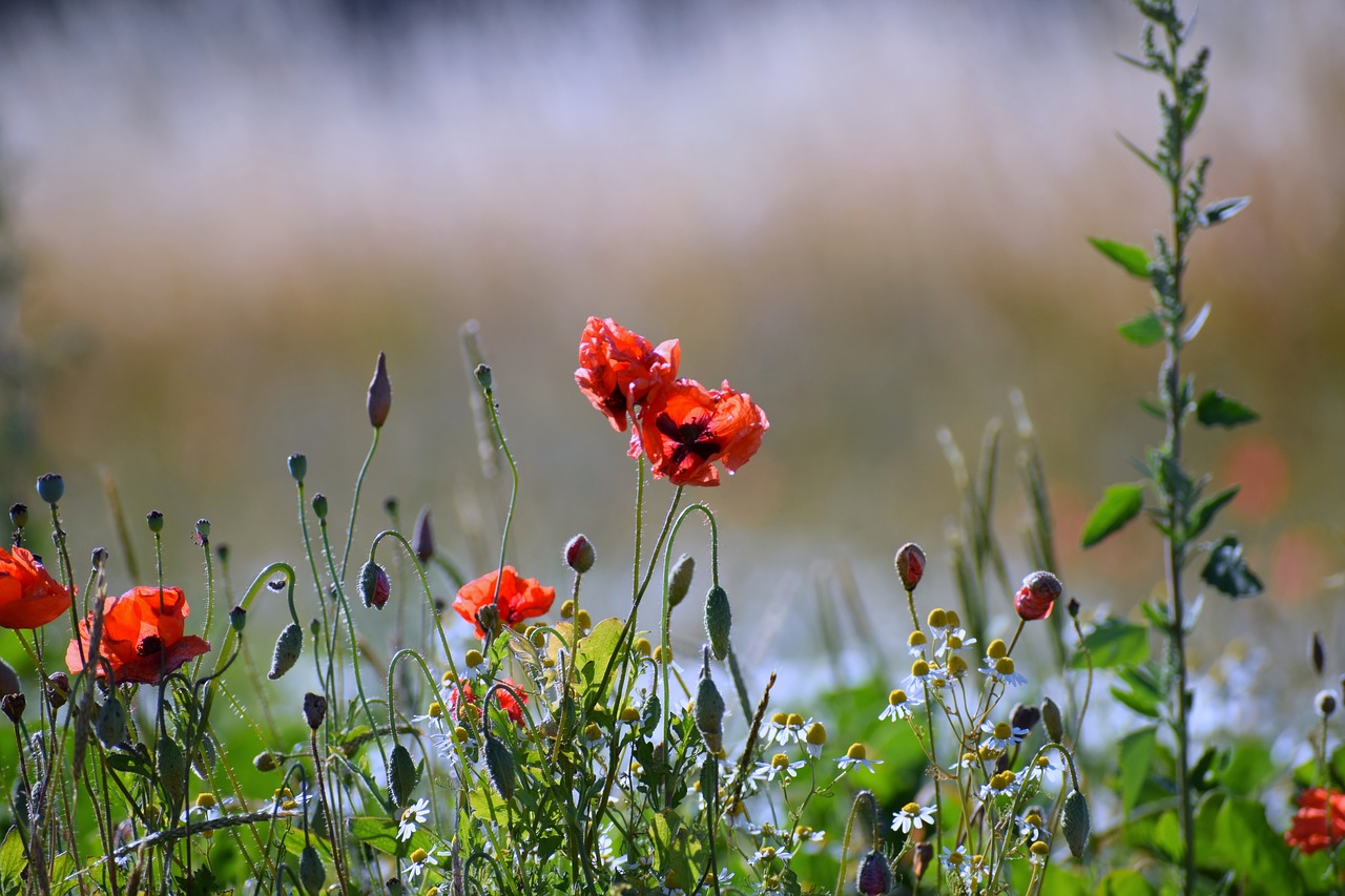 meadow  flowers  red free photo