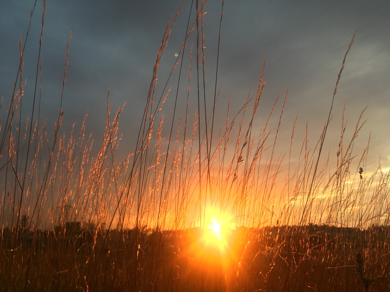 meadow  evening  west free photo