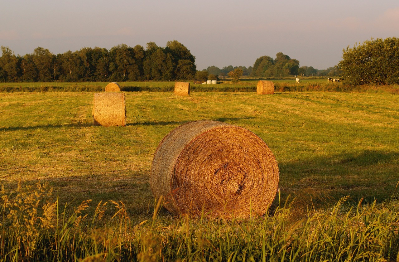 meadow round bales hay free photo