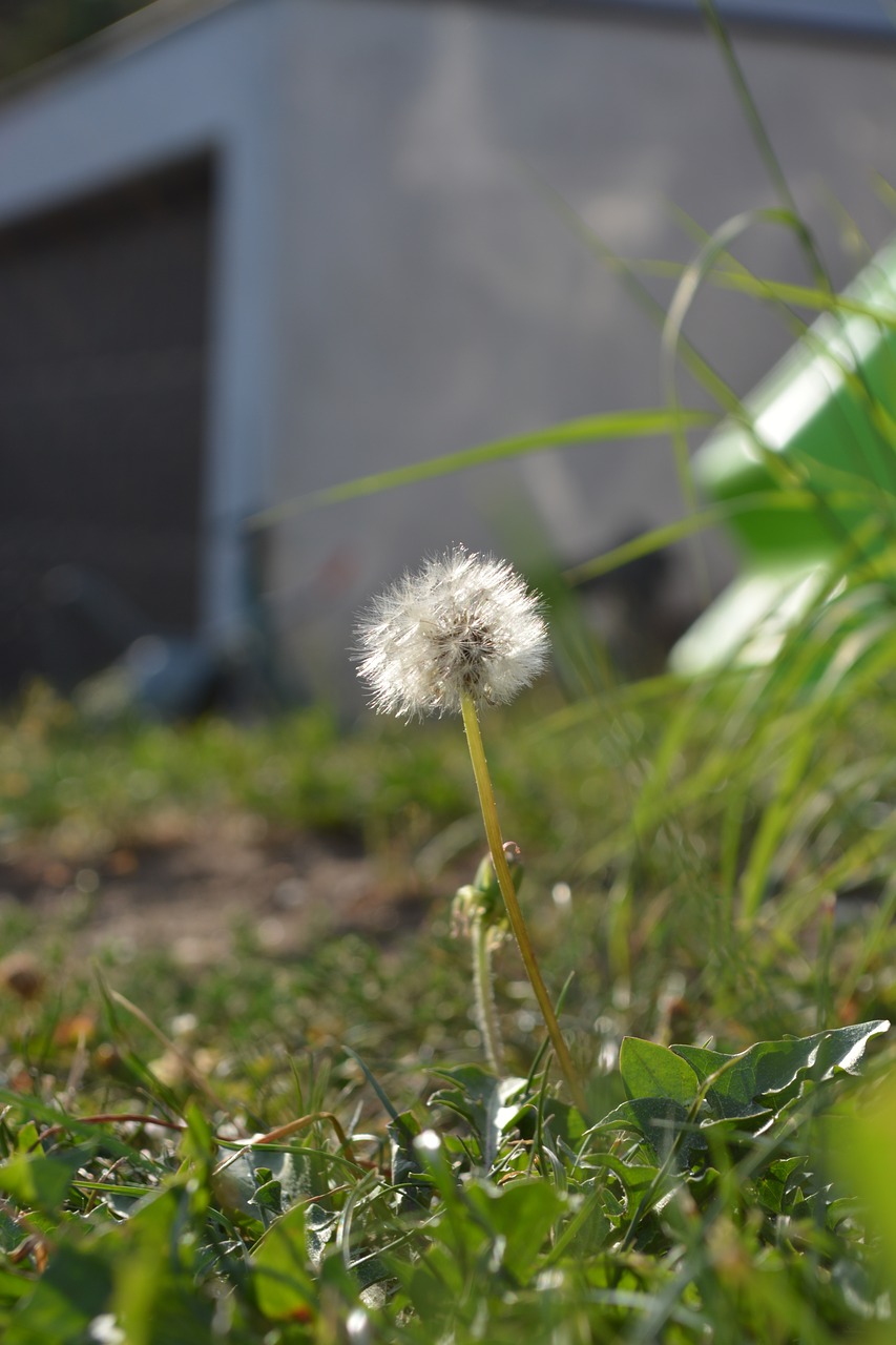 meadow  grass  focus free photo