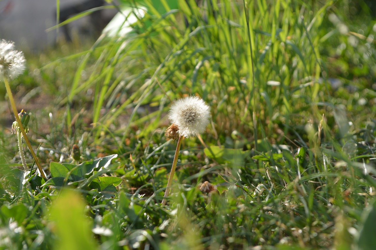 meadow  grass  focus free photo