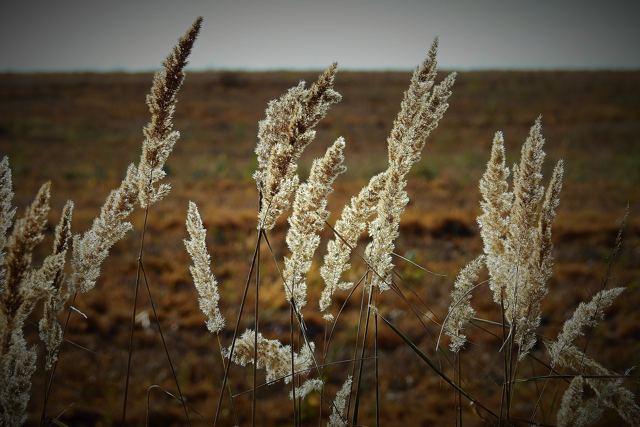 meadow  grass  figure free photo