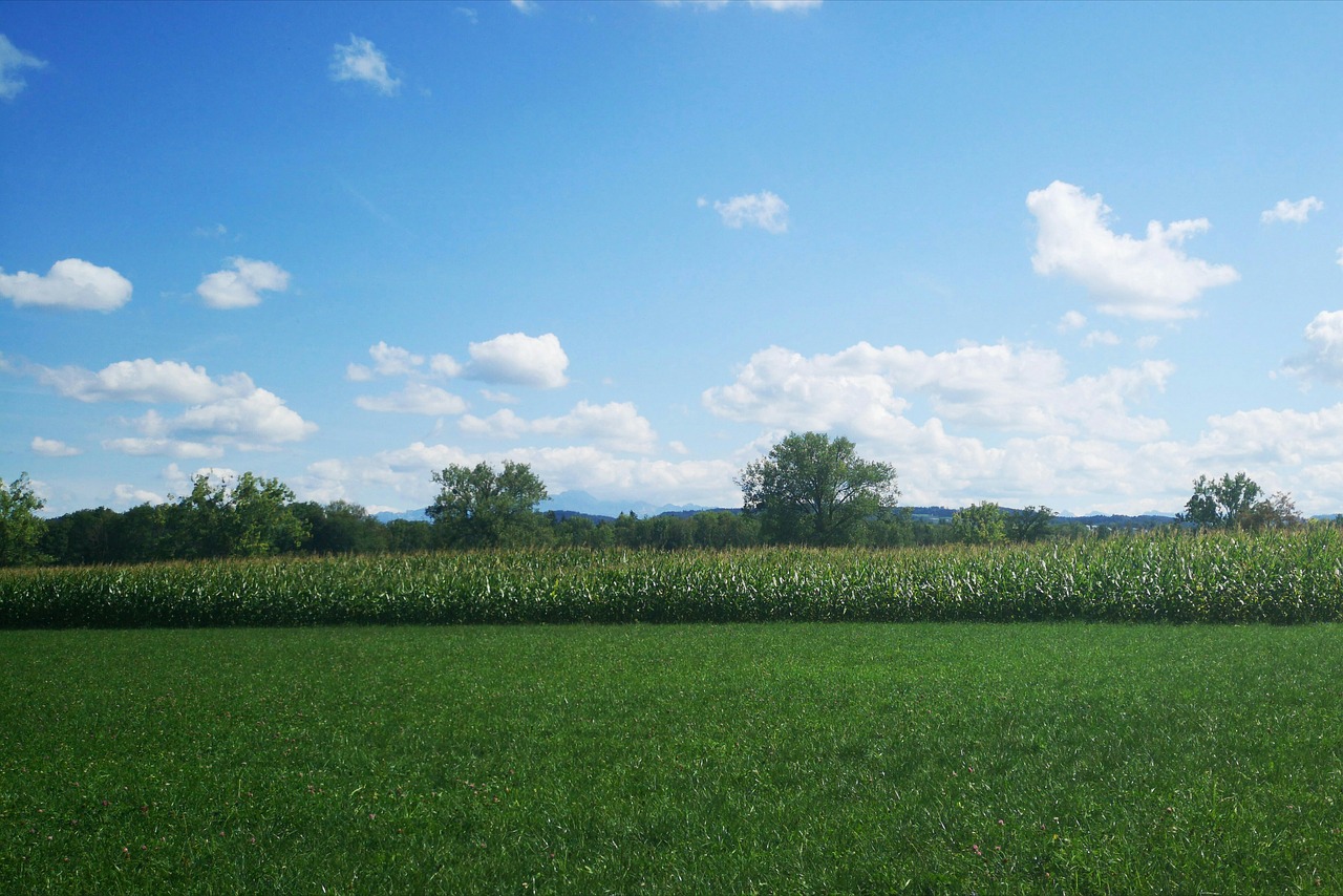 meadow  grass  grass surface free photo