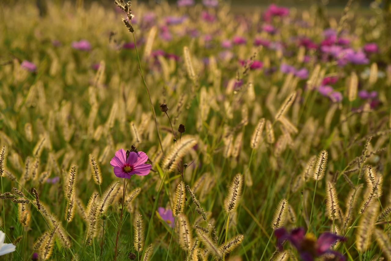 meadow  flower meadow  flowers free photo