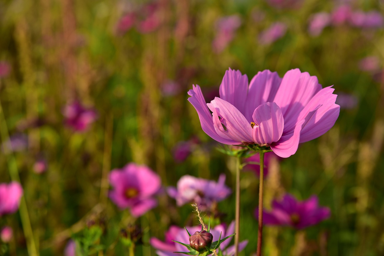 meadow  flower meadow  blossom free photo