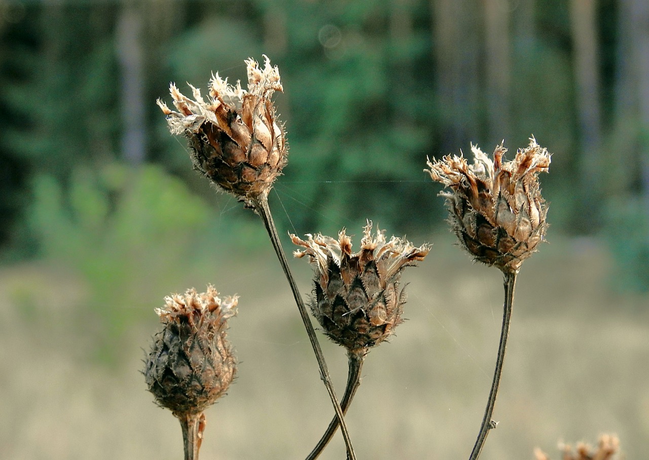 meadow  thistles  dry free photo