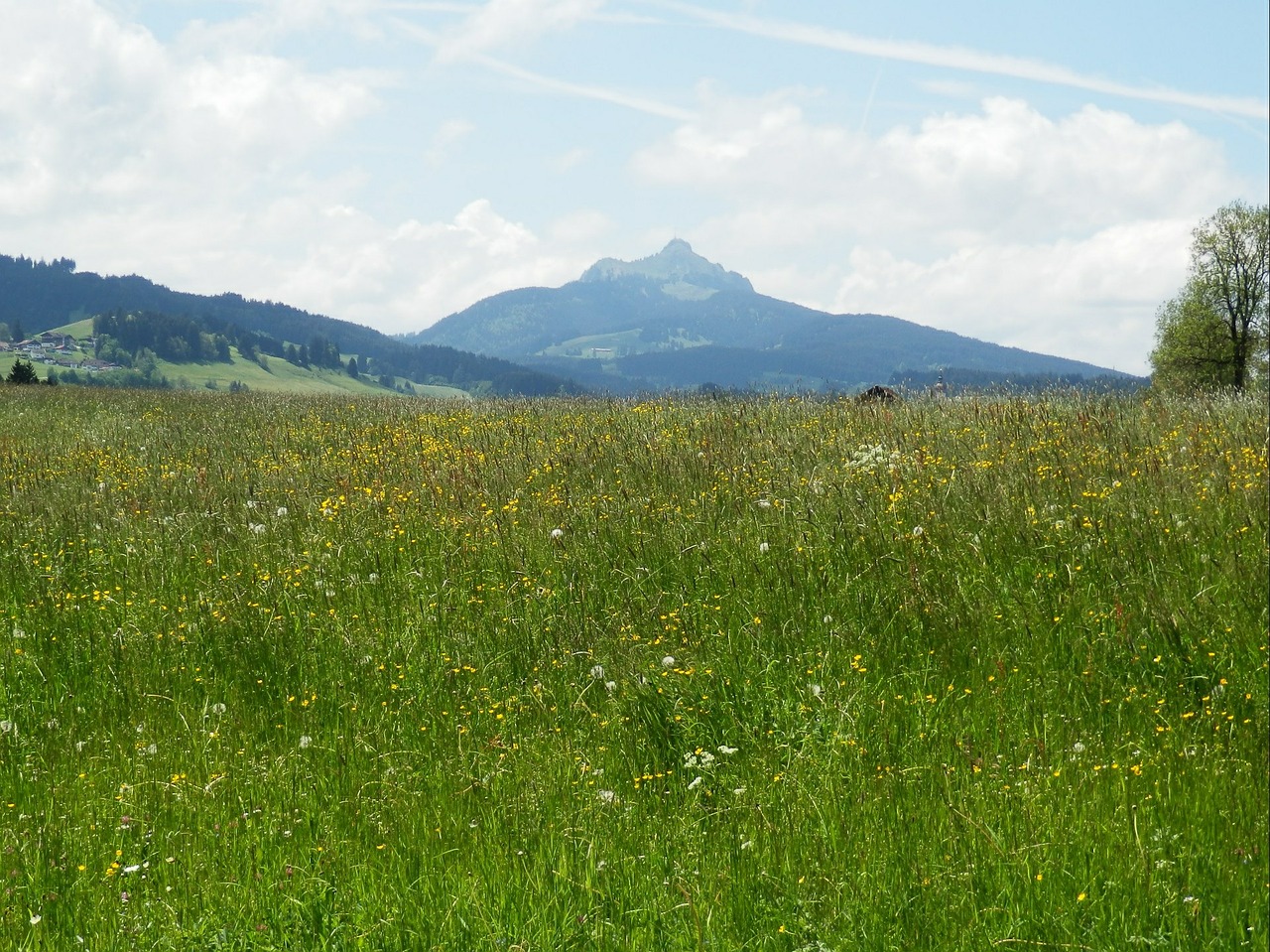 meadow allgäu greened free photo