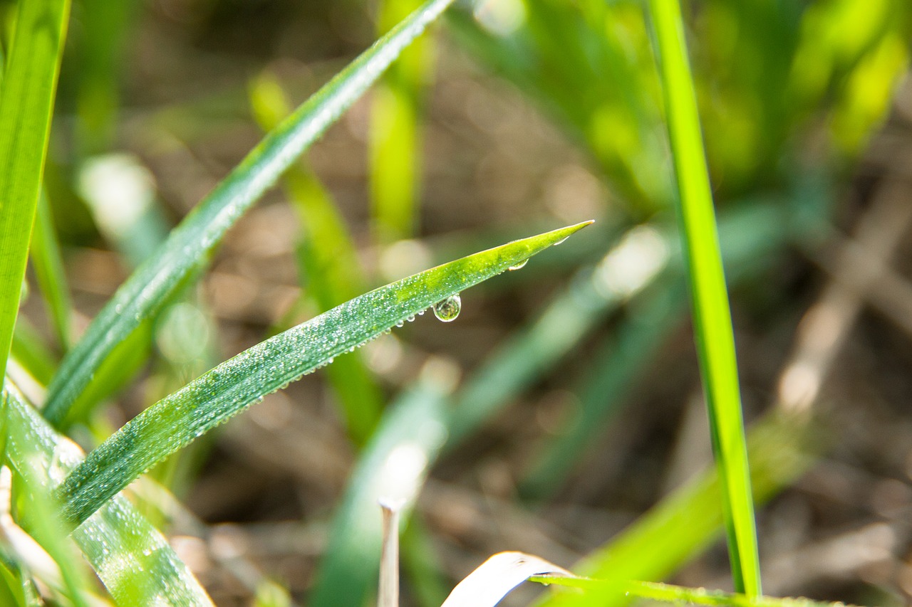 meadow  grass  green free photo