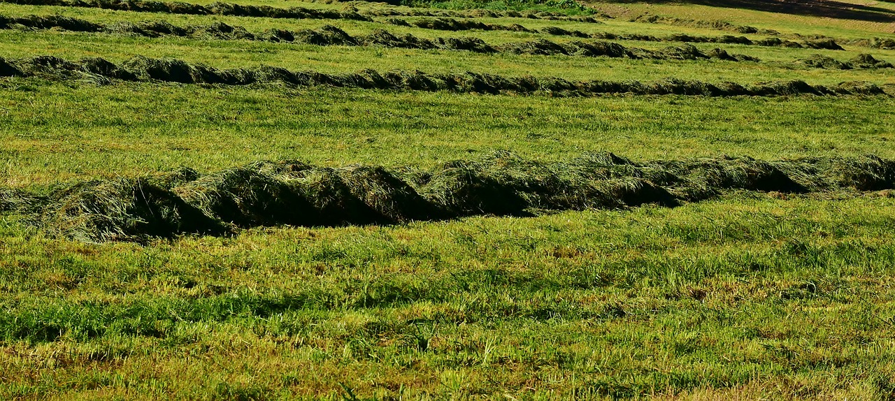 meadow  grass  mow free photo