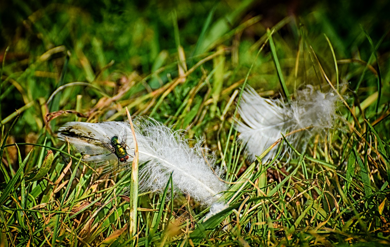 meadow  feather  fly free photo