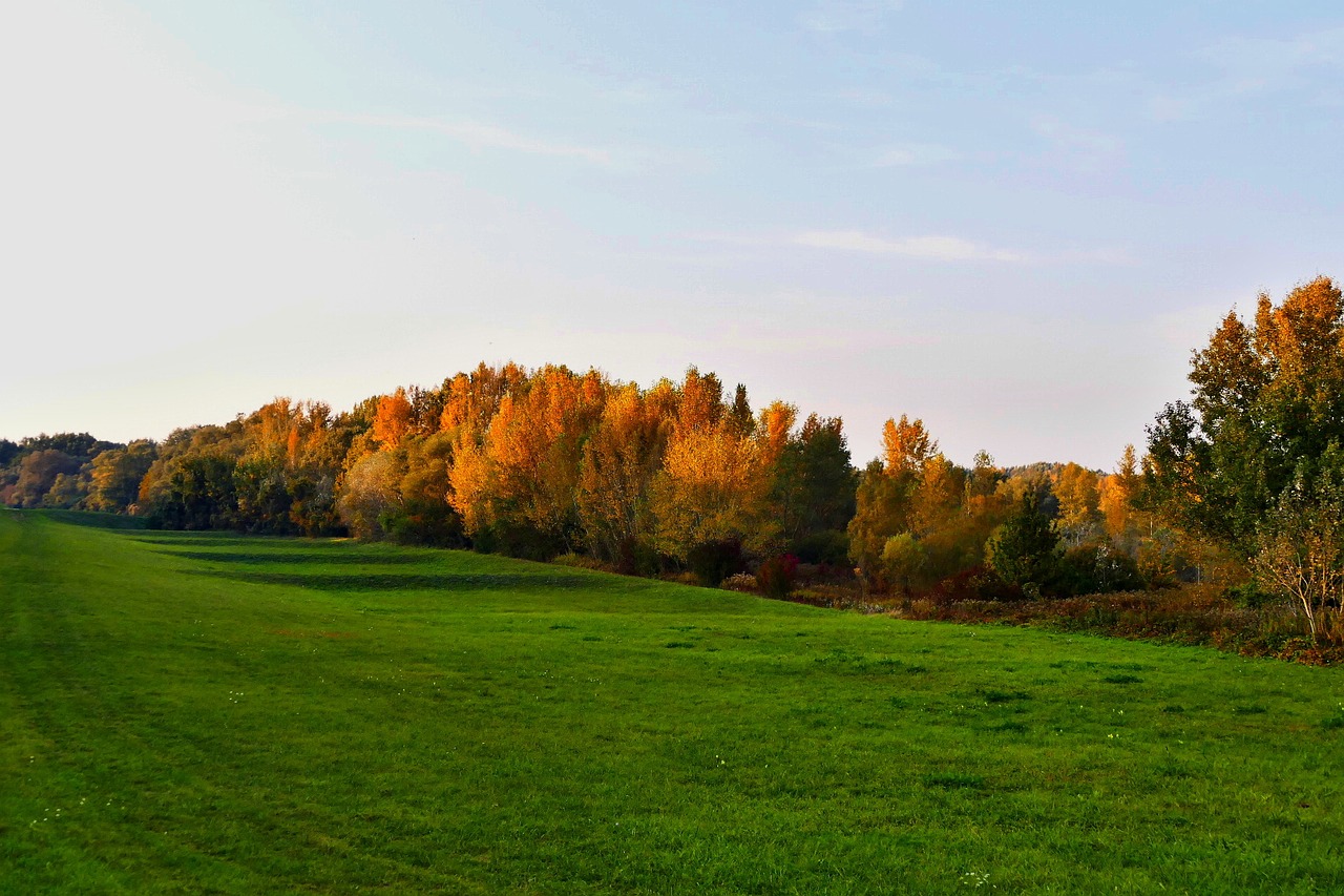 meadow  forest  nature free photo