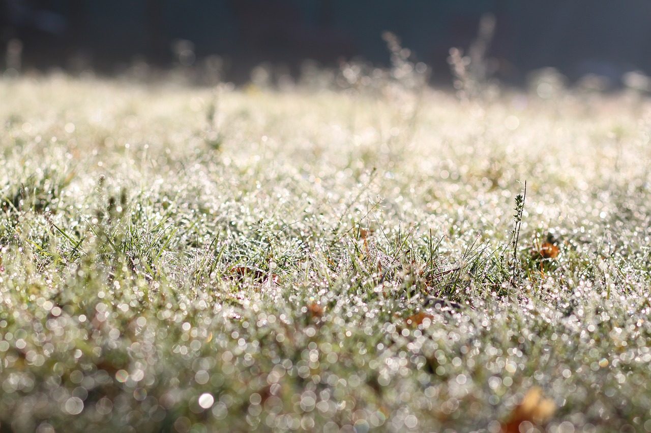 meadow  rosa  autumn free photo