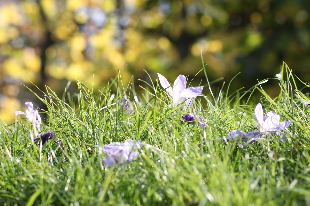 meadow  flowers  autumn free photo