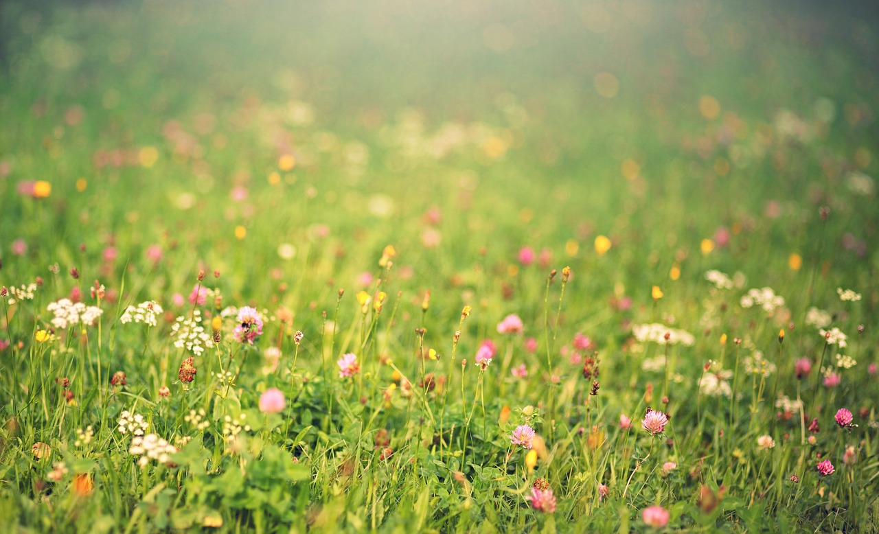 meadow  light  dandelion free photo