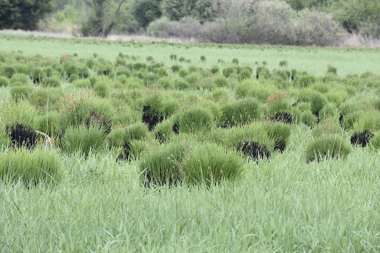 meadow  nature  grass free photo