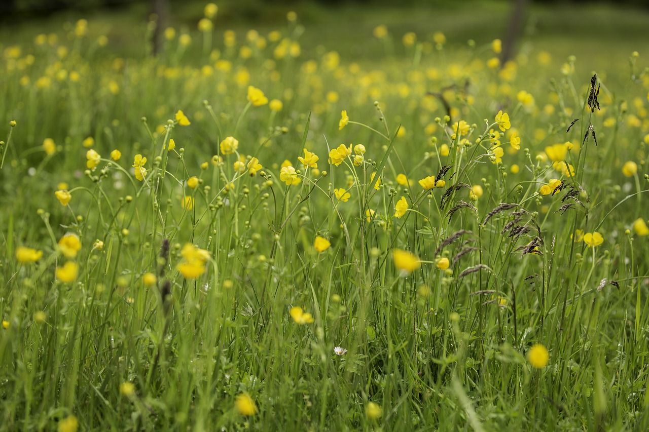 meadow  green  grass free photo