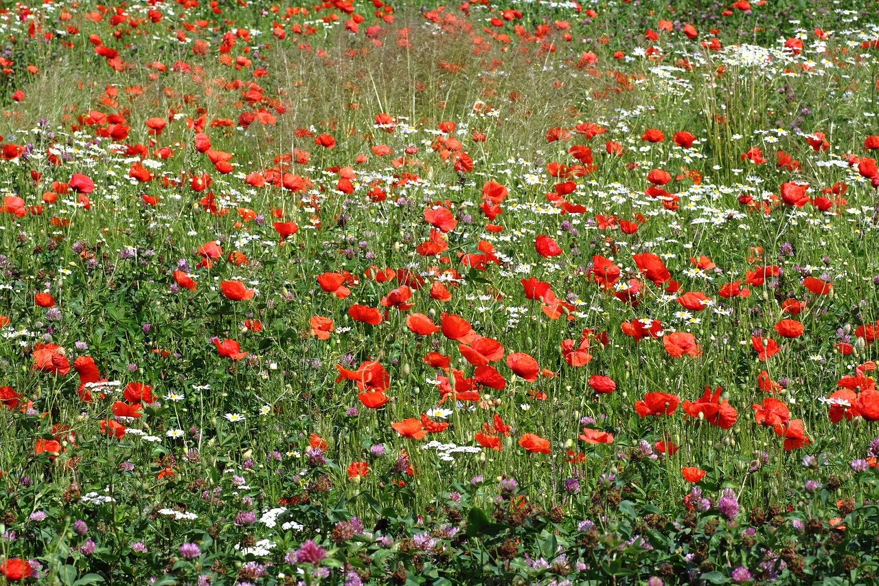 meadow  nature  plant free photo