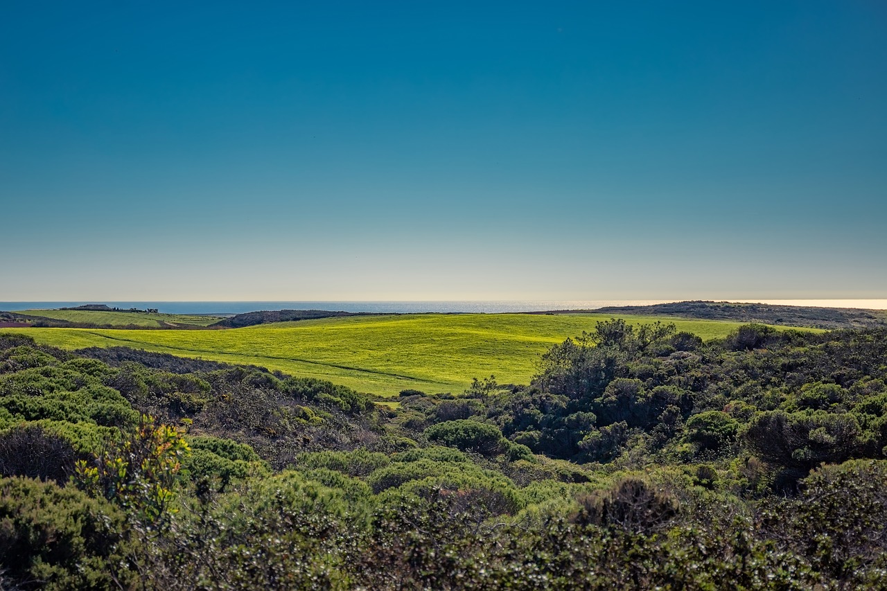 meadow  coastline  landscape free photo