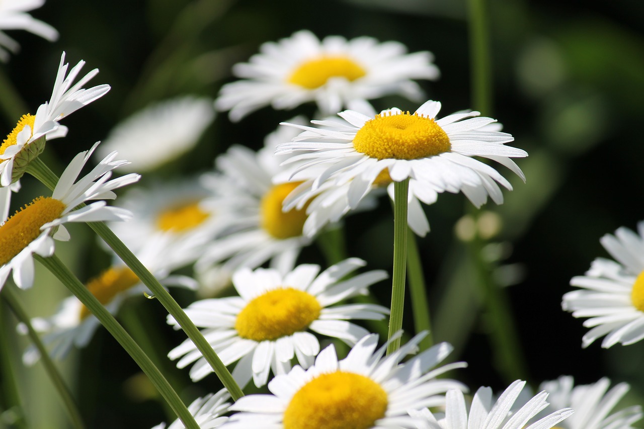 meadow  flowers  petals free photo