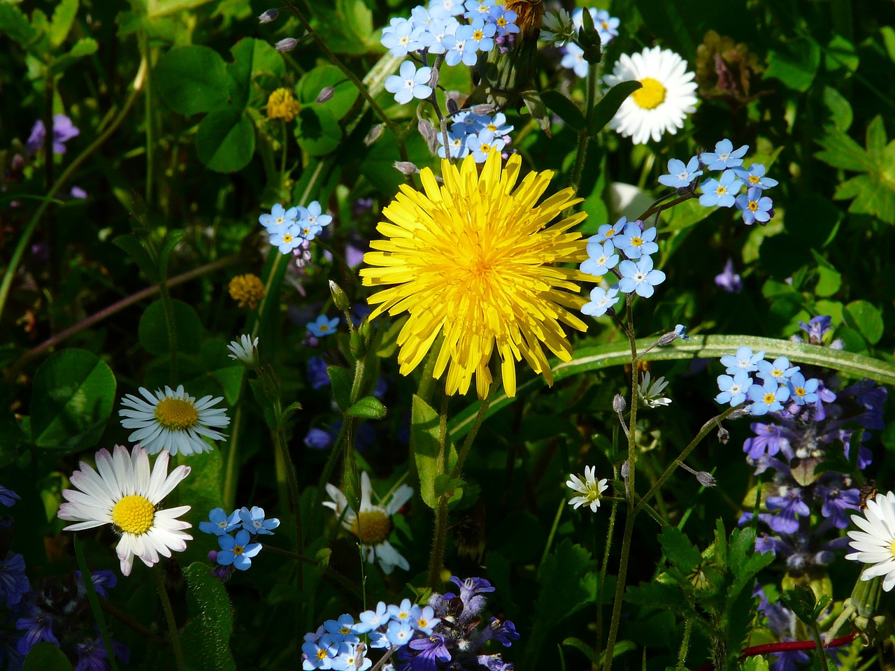 meadow,dandelion,wildflowers,forget me not,daisy,free pictures, free photos, free images, royalty free, free illustrations, public domain