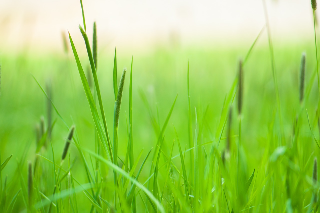 meadow  grass  nature free photo