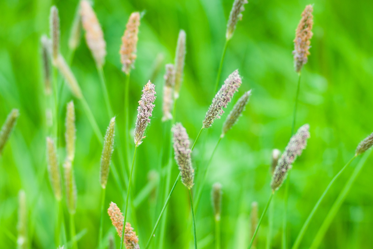 meadow  grass  nature free photo