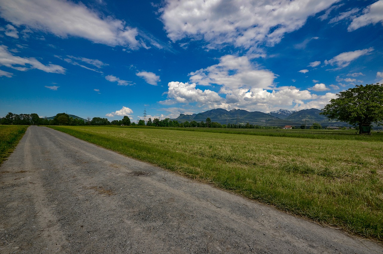 meadow  field  nature free photo