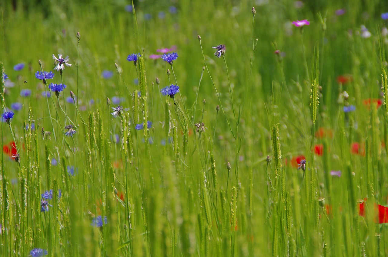 meadow  grass  nature free photo