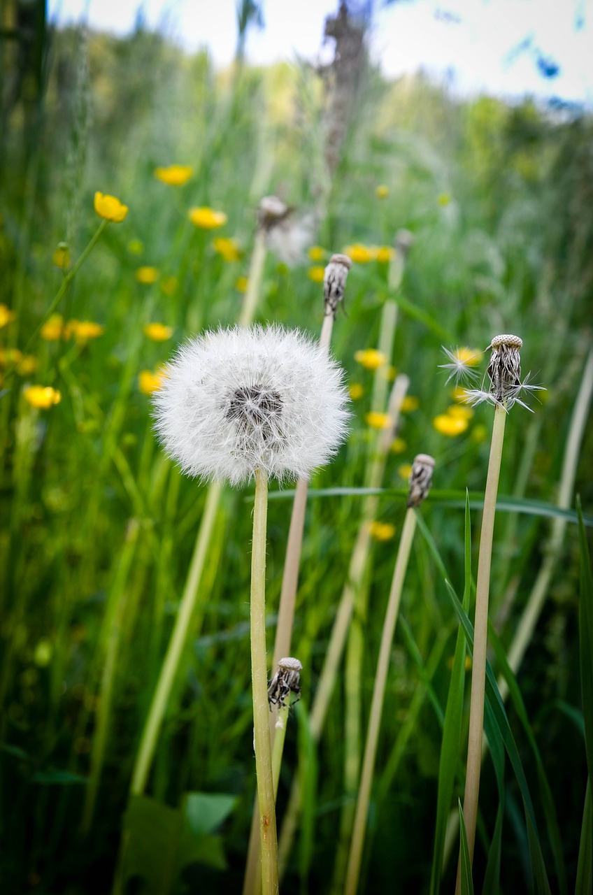 meadow  dandelion  nature free photo