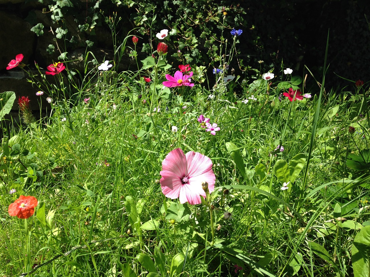 meadow flowers summer free photo