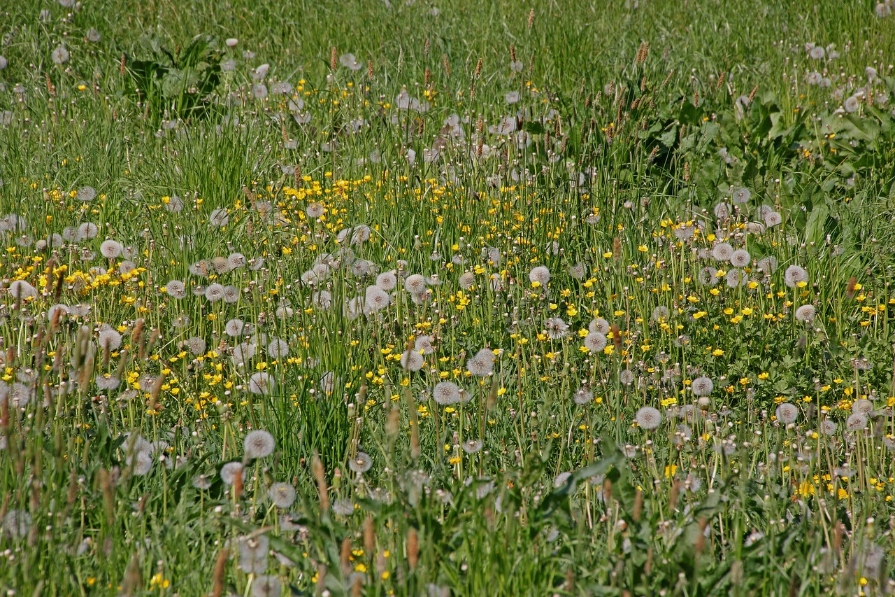 meadow  dandelion  green free photo