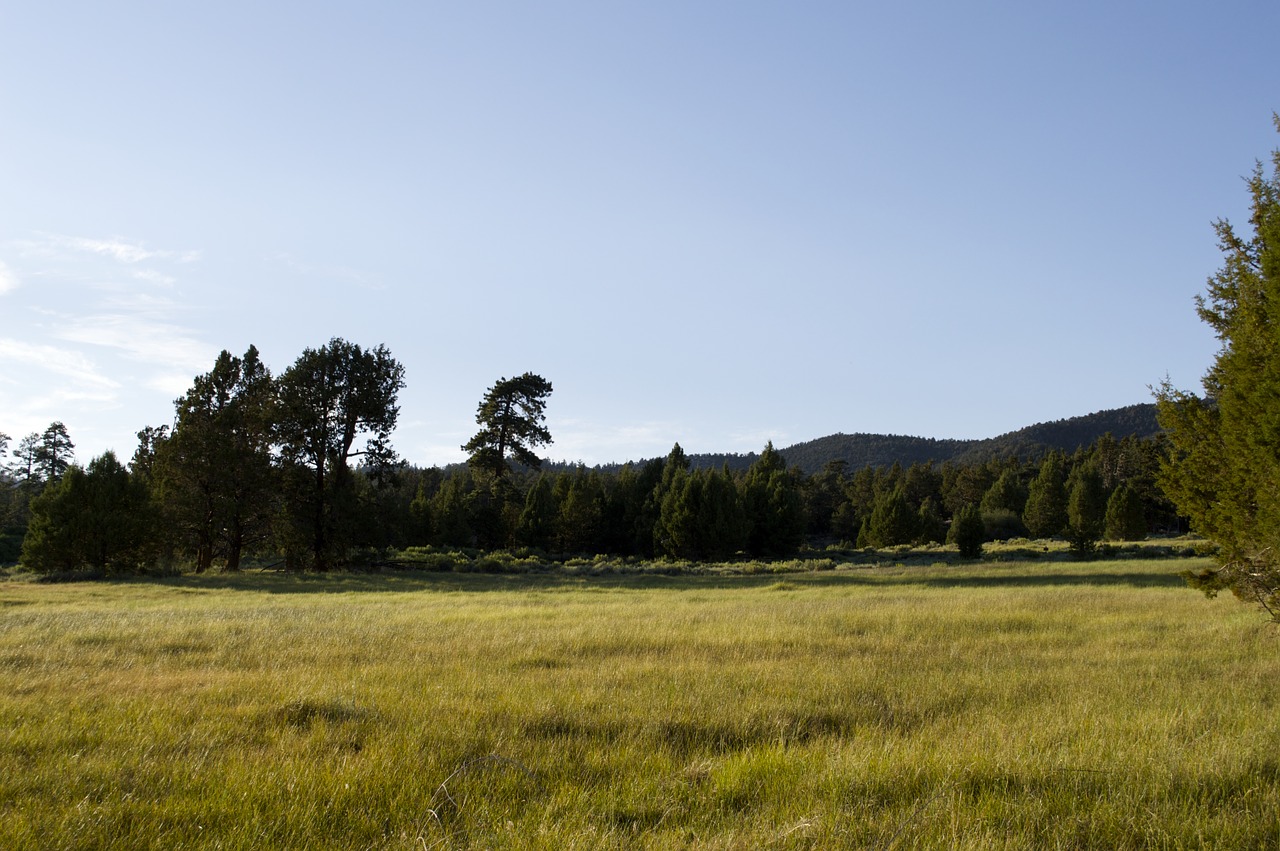 meadow alpine meadow alpine free photo