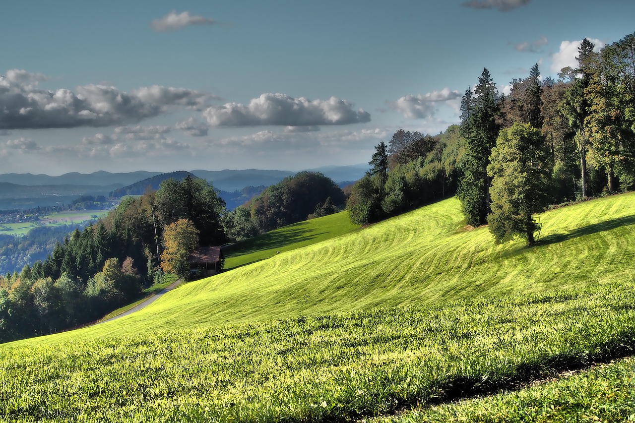 meadow  green  alp free photo