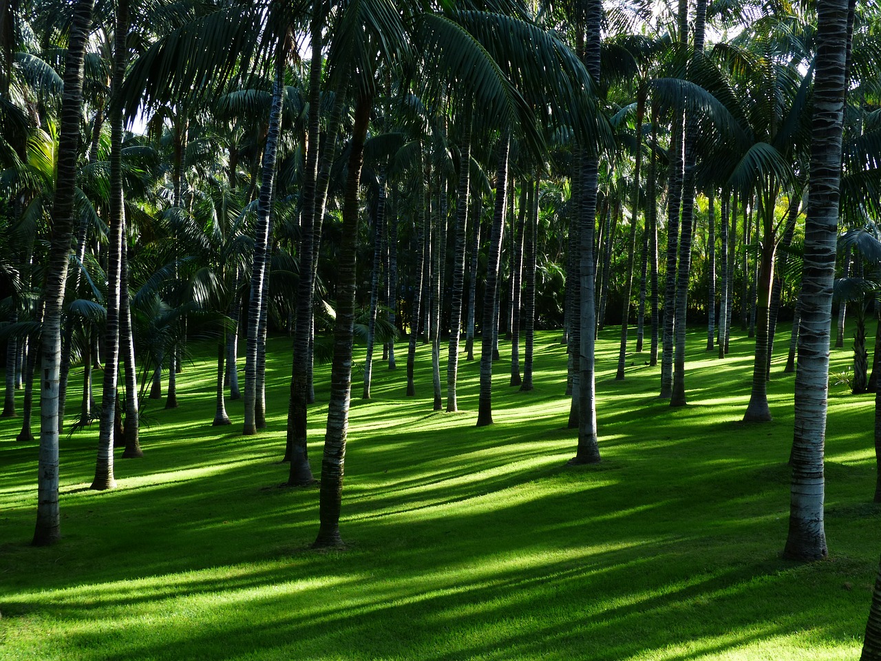 meadow grass palm tree forest free photo
