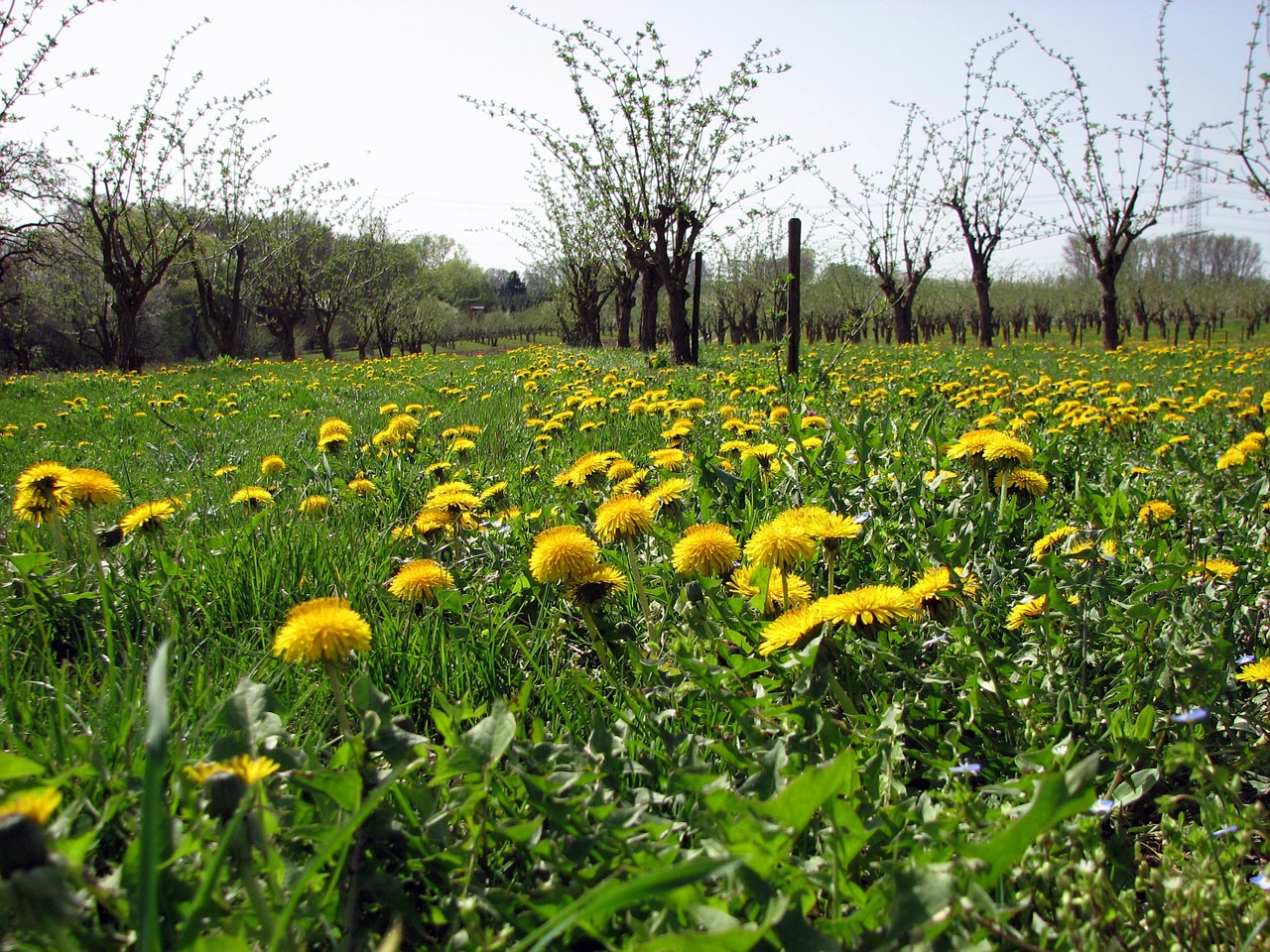 meadow dandelion yellow free photo