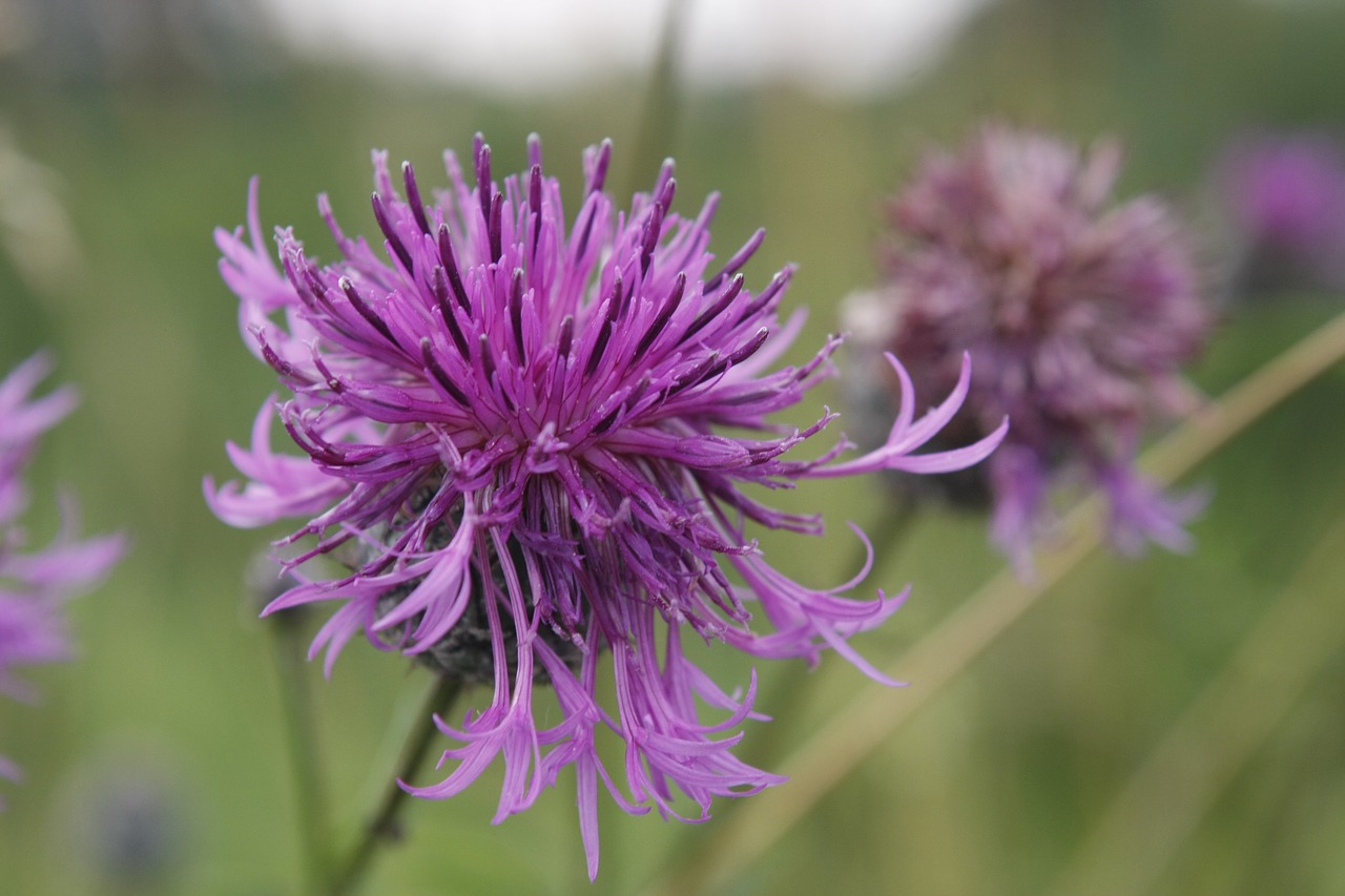 meadow  flowers  the beasts of the field free photo