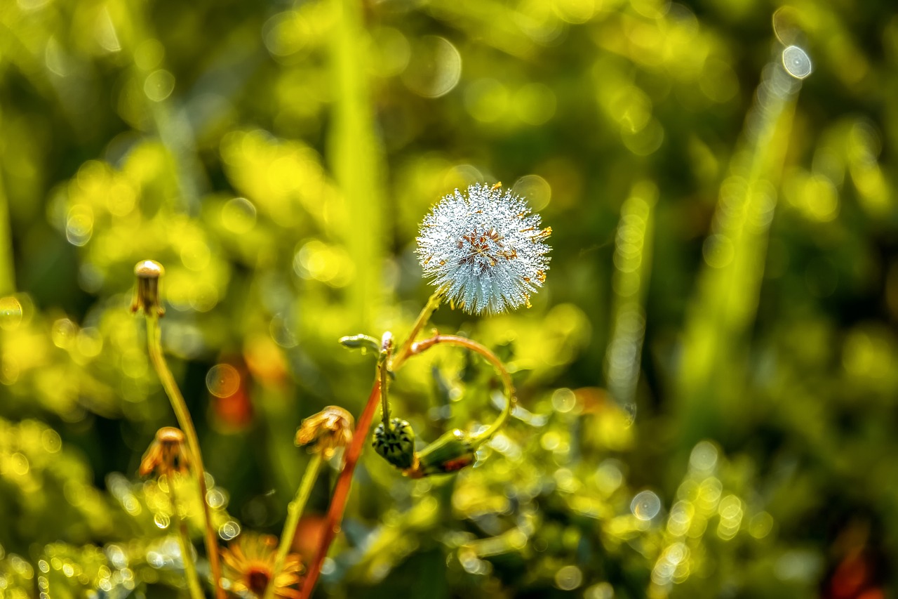 meadow  dandelion  wild flower free photo