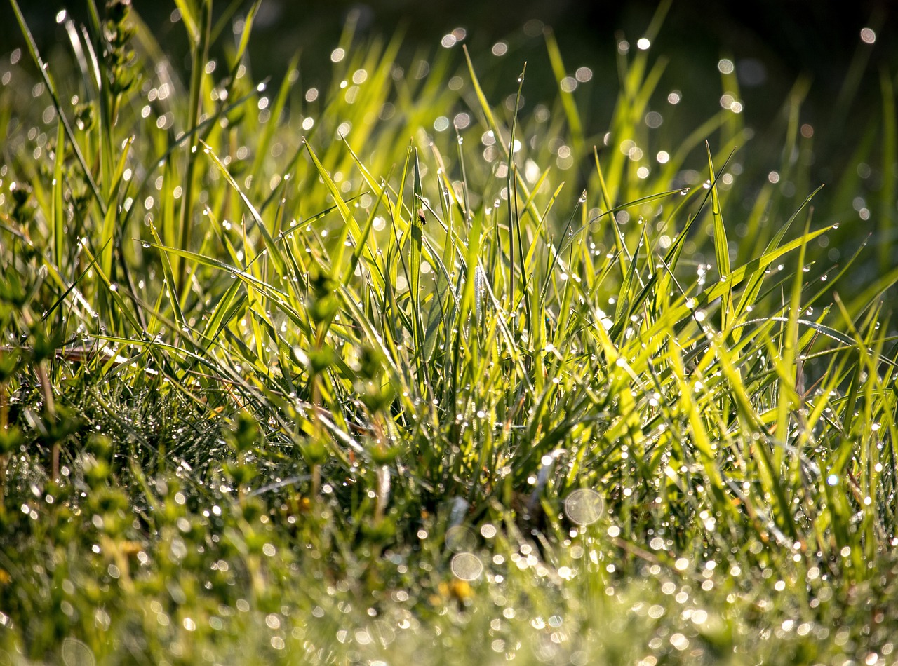 meadow  grass  dewdrop free photo