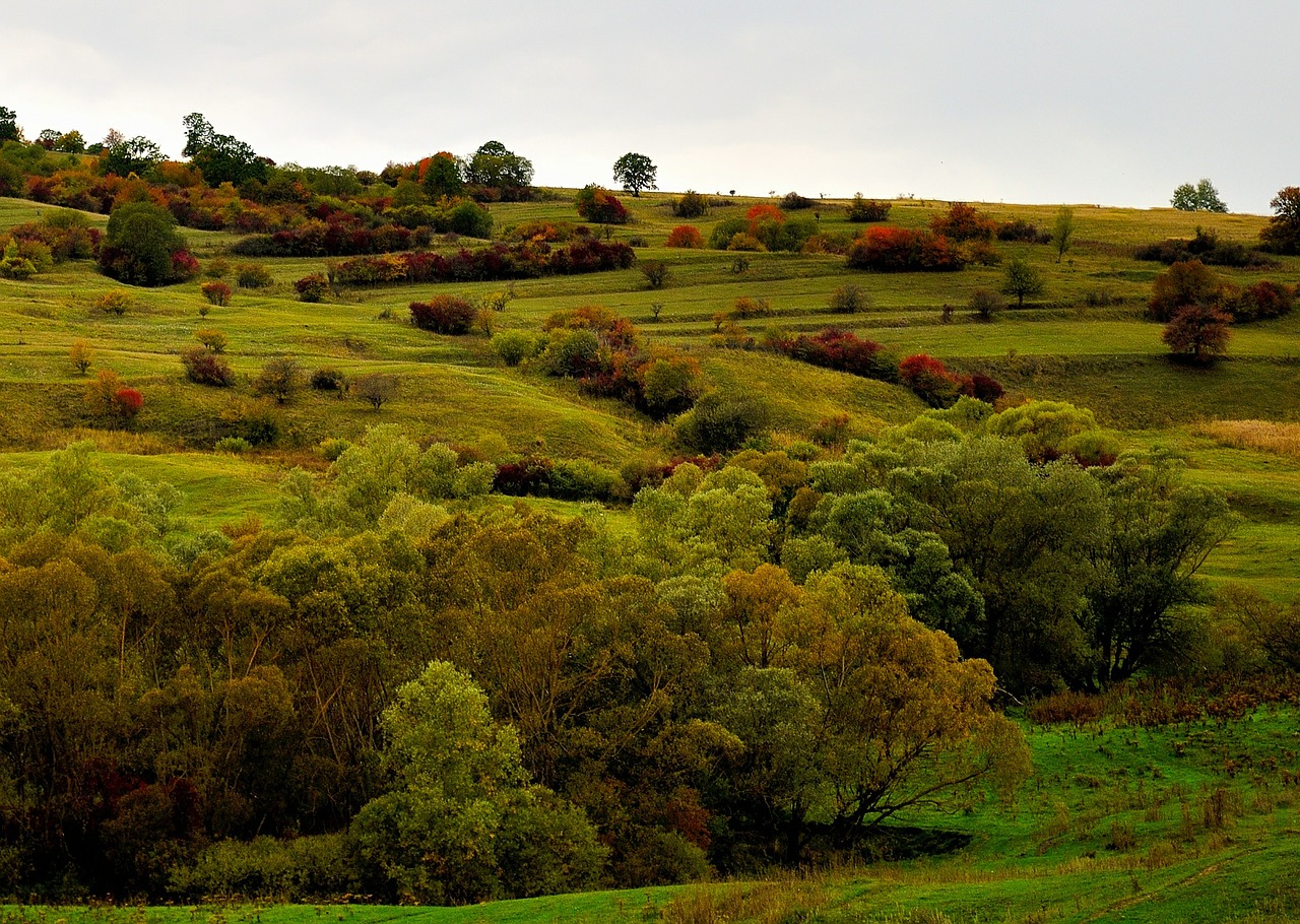 meadow landscape trees free photo