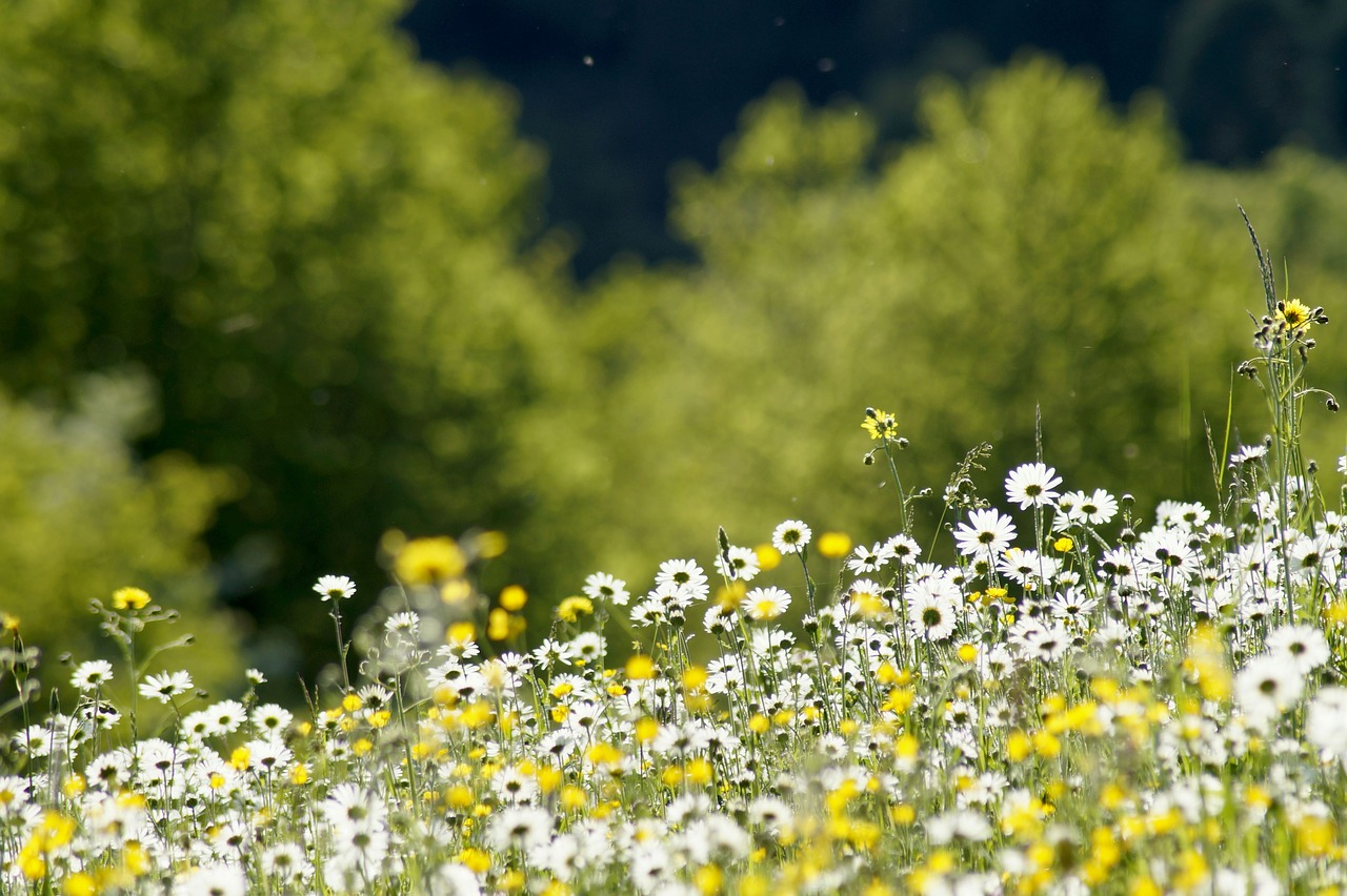 meadow  daisy  flower free photo