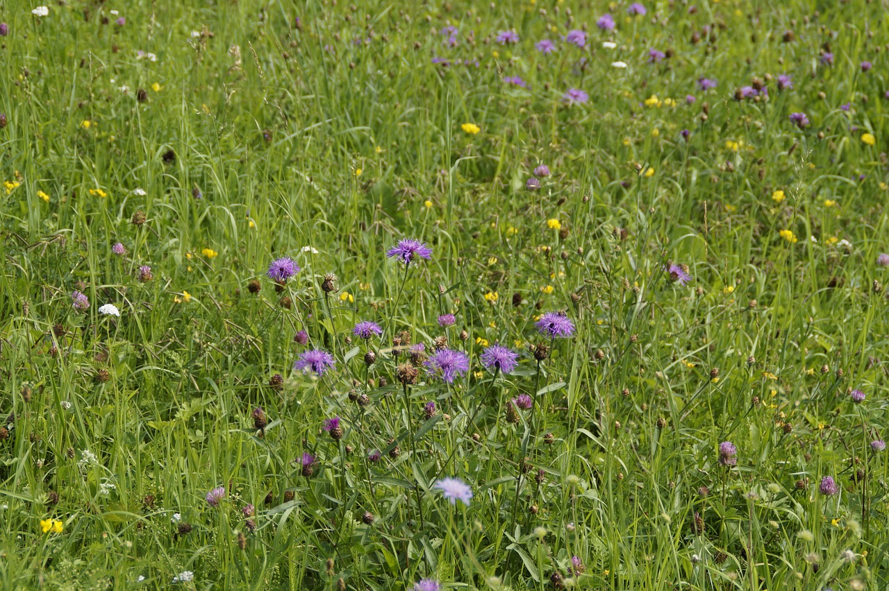 meadow flower meadow summer free photo